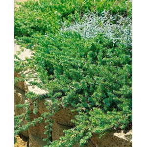 Blaugrüner Kriechwacholder 'Blue Pacific' als Bodendecker im Garten.