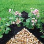 Bellissa Rasenkante in Anthrazit, flexibel für Beet- und Raseneinfassung im Garten.