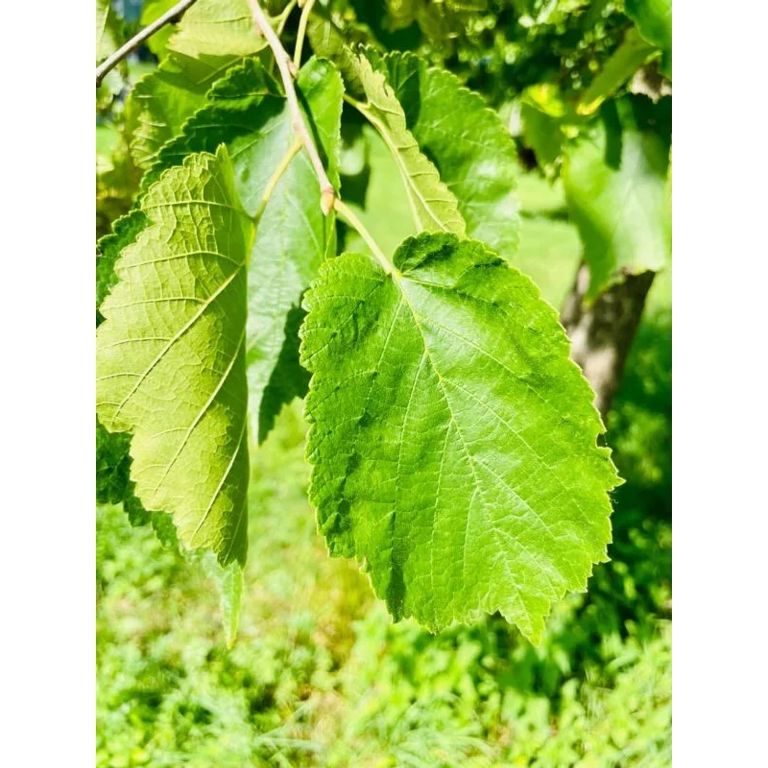 Nahaufnahme von grünen Blättern der Baumfink Haselnuss (Corylus avellana).