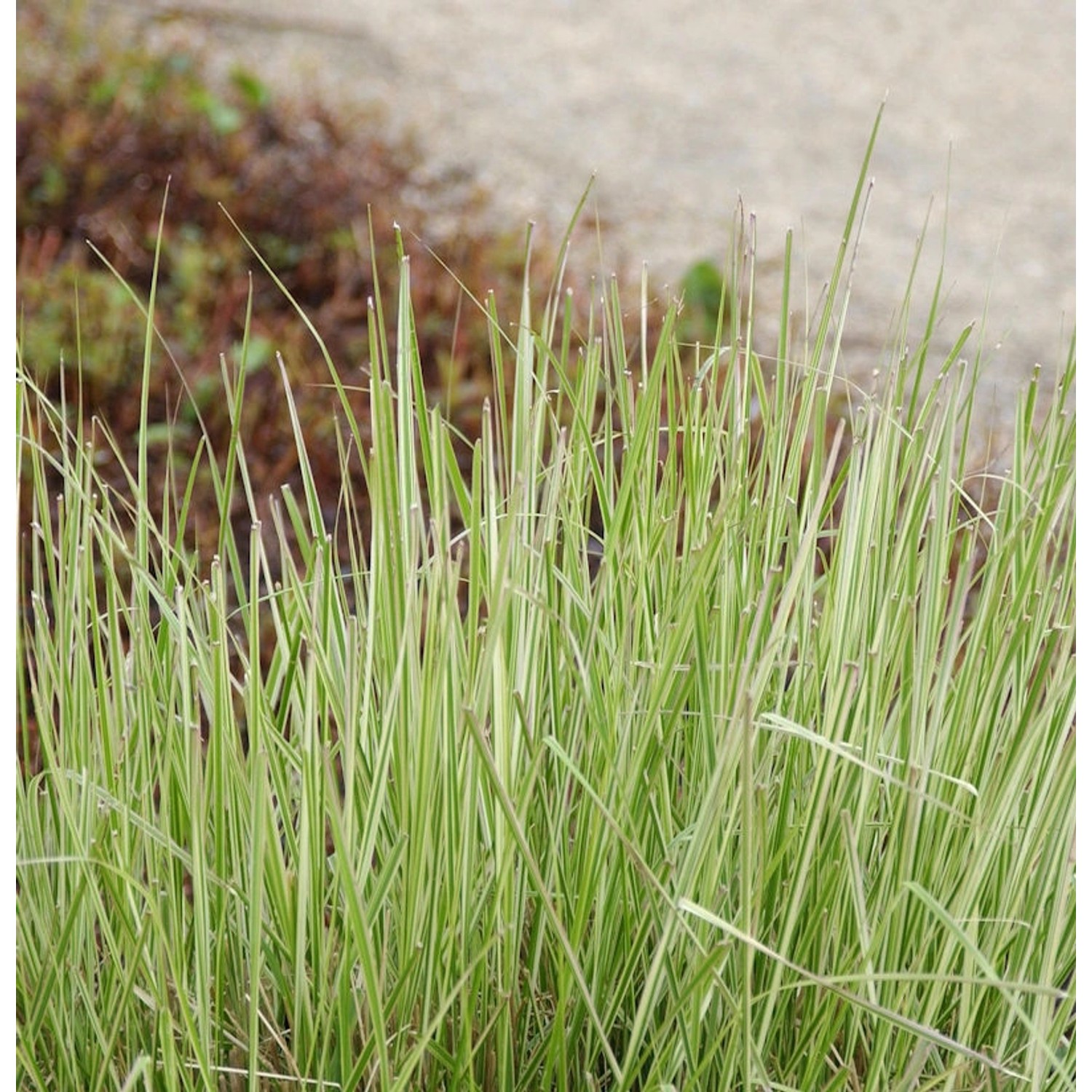 Reitgras England - großer Topf - Calamagrostis acutiflora günstig online kaufen