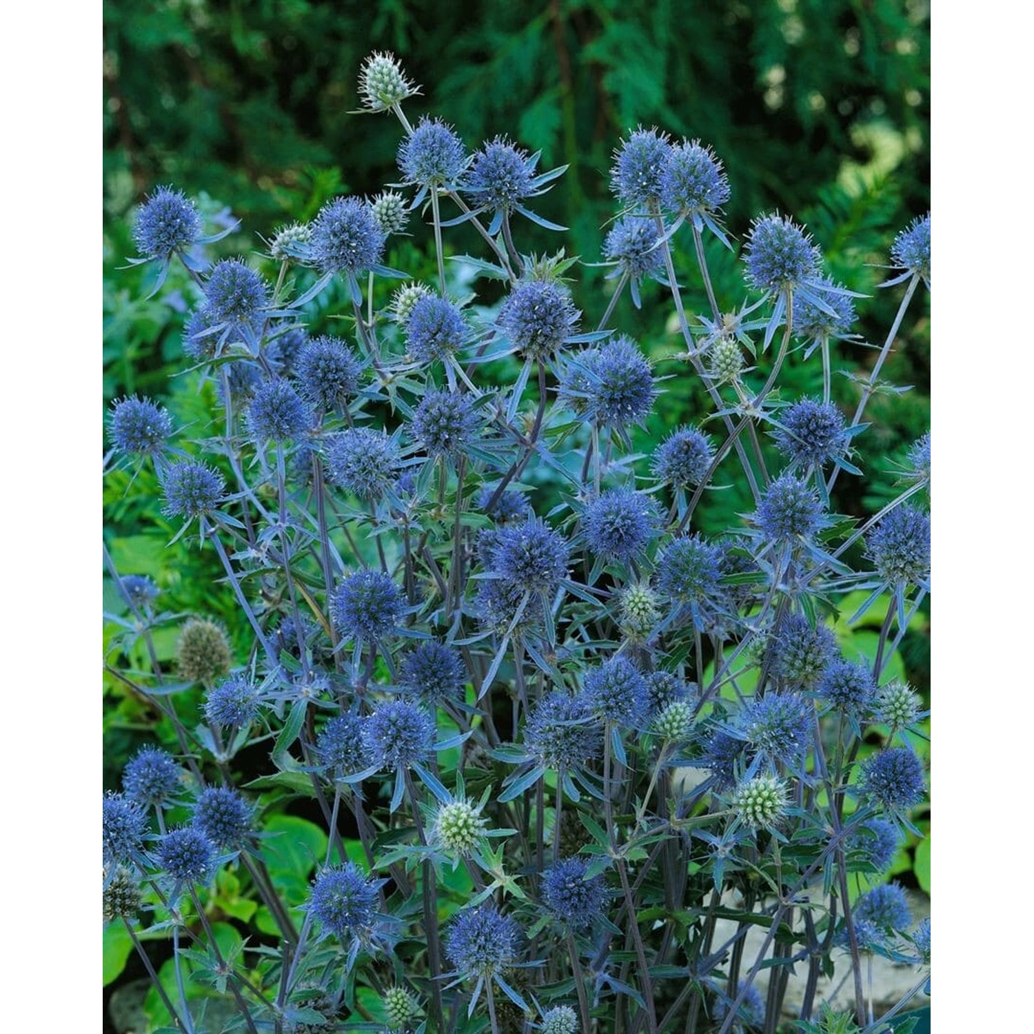 Eryngium Planum Blauer Zwerg Flachblatt Mannstreu Ca. 9x9 cm Topf günstig online kaufen