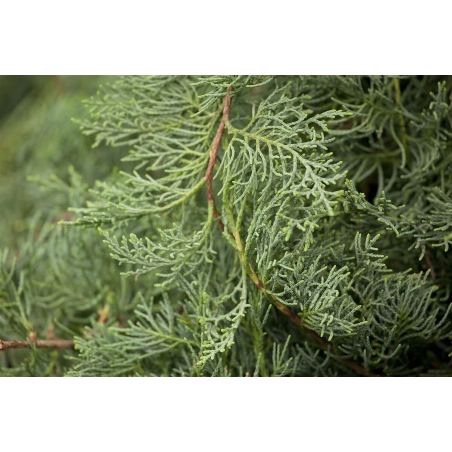 Juniperus Virginiana Grey Owl Virginischer Wacholder 30–40 cm günstig online kaufen