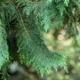 Detailaufnahme der gelben Nootka-Scheinzypresse (Chamaecyparis Nootkatensis Aurea) mit goldgelben Nadeln.