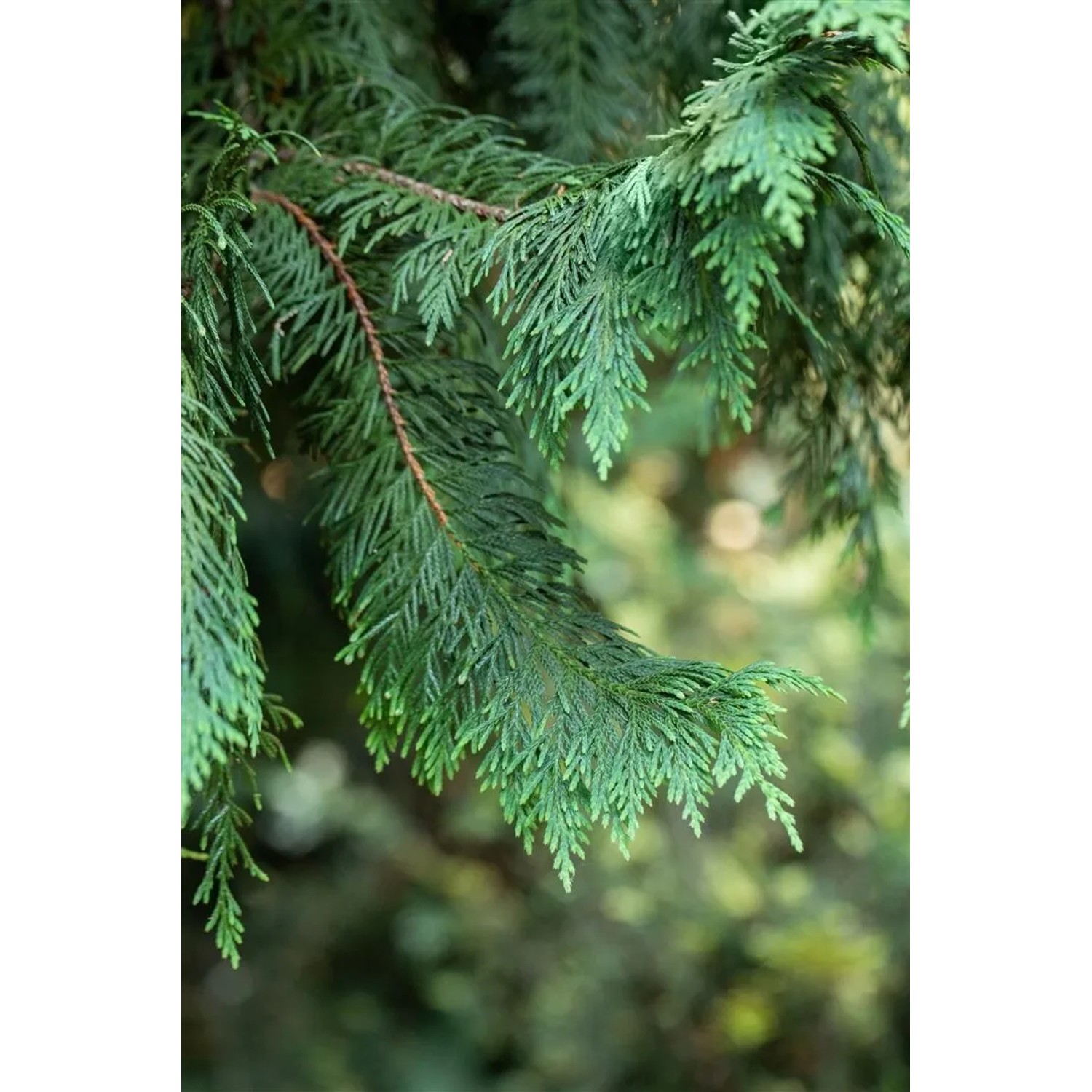 Detailaufnahme der gelben Nootka-Scheinzypresse (Chamaecyparis Nootkatensis Aurea) mit goldgelben Nadeln.