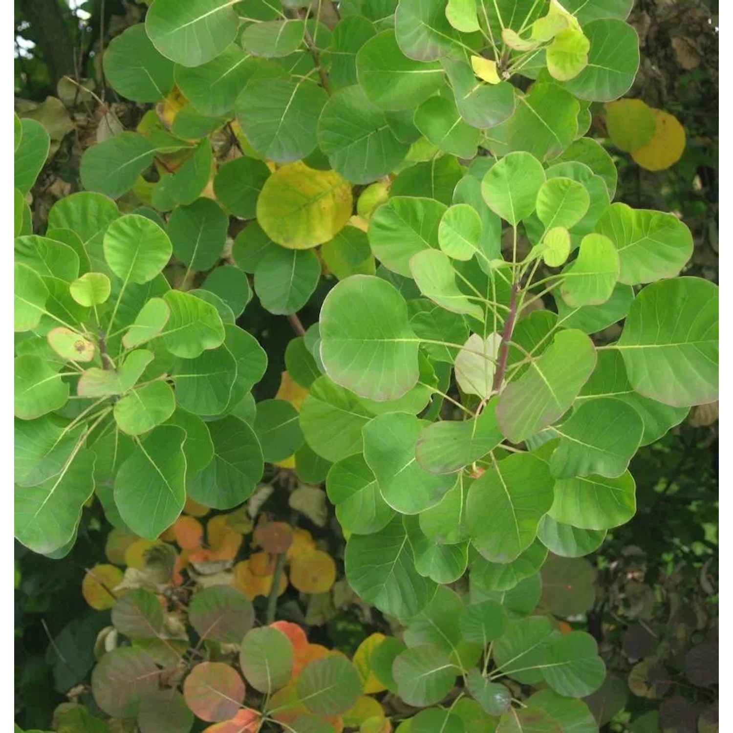 Perückenstrauch Old Fashioned 100-125cm - Cotinus coggygria