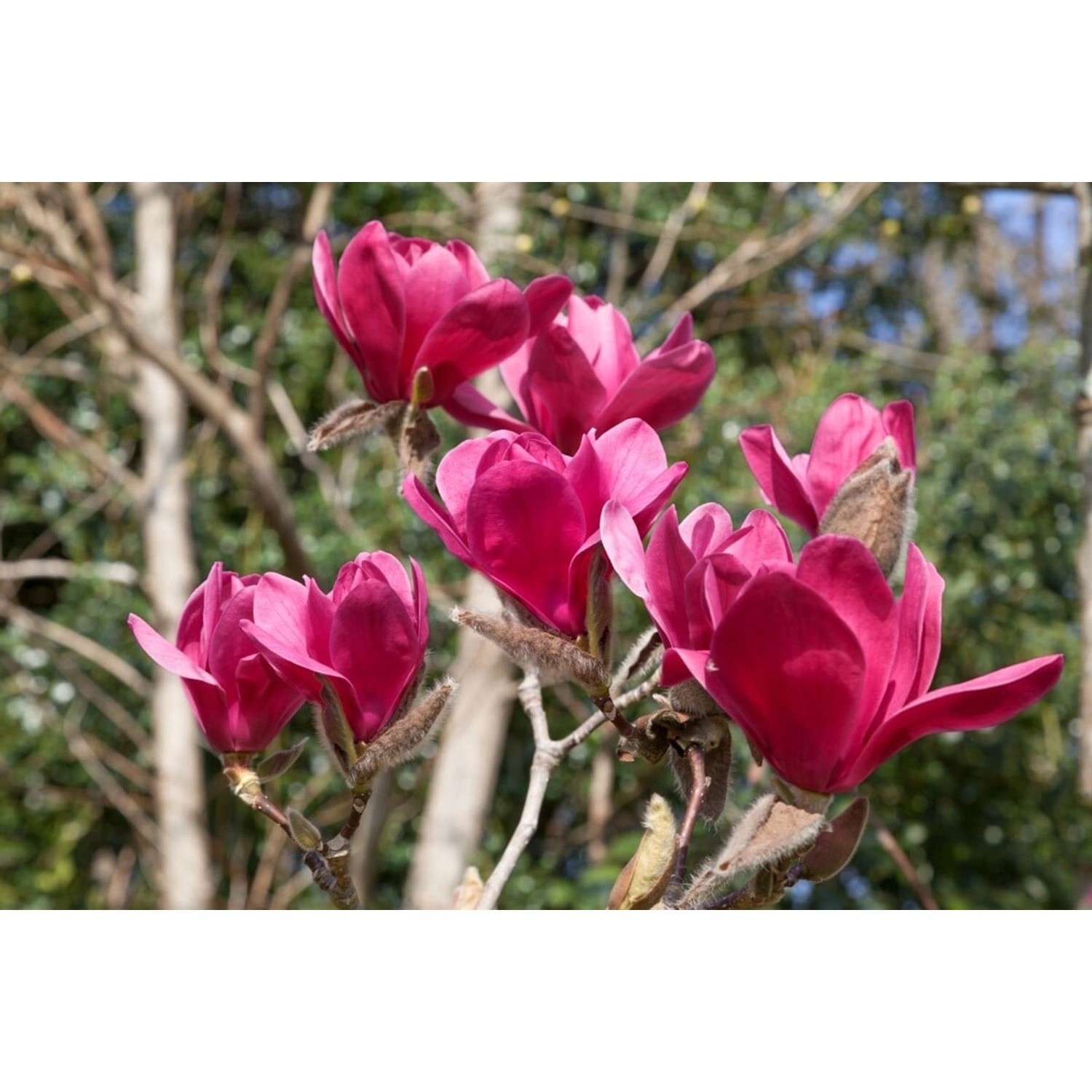 Magnolia Vulcan Magnolie 60-80 cm günstig online kaufen
