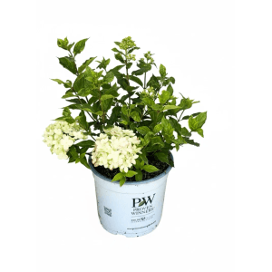 Kompakte Rispenhortensie 'Little Lime' als Topfpflanze mit cremegrünen Blüten und grünen Blättern, für Garten & Balkon.