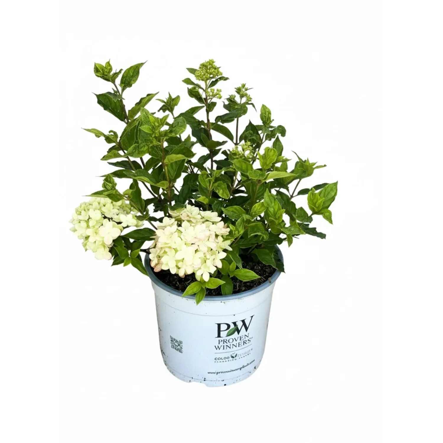 Baumfink Rispenhortensie Little Lime als Topfpflanze 30-40cm