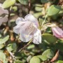 Rosa Rhododendron Williamsianum Wildart mit Blüte und grünen Blättern.