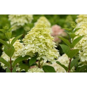 Rispenhortensie 'Magical Candle' mit cremeweißen Blüten, die sich rosa färben.