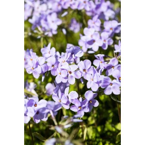 Blühender, blauer Teppich-Phlox 'Blue Ridge' im 9x9 cm Topf als Bodendecker.