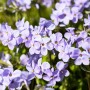 Blühender, blauer Teppich-Phlox 'Blue Ridge' im 9x9 cm Topf als Bodendecker.
