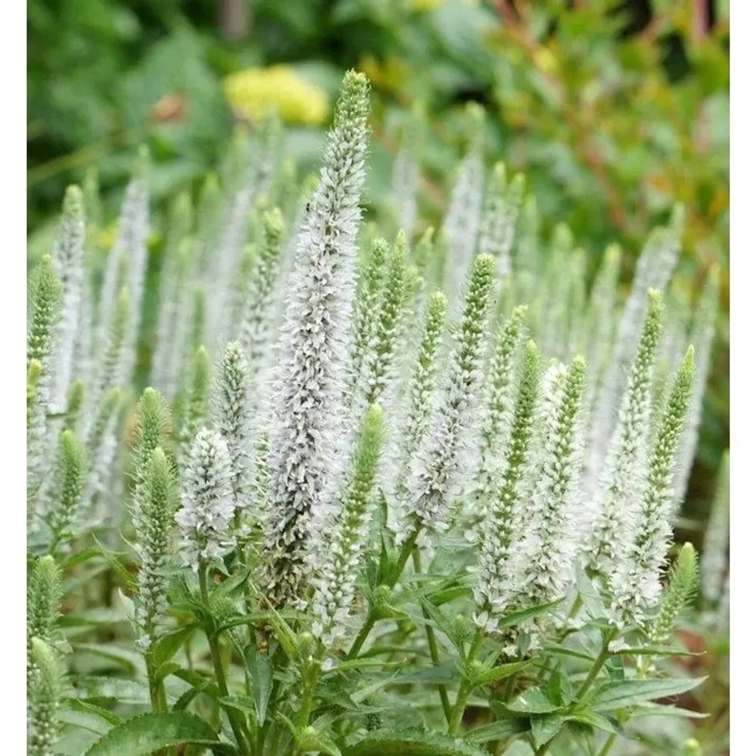 Polsterveronika Alba - Veronica spicata