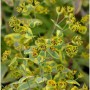 Nahaufnahme der Palisaden-Wolfsmilch 'Blue Wonder' (Euphorbia characias) mit gelb-grünen Blättern und braunen Blüten.