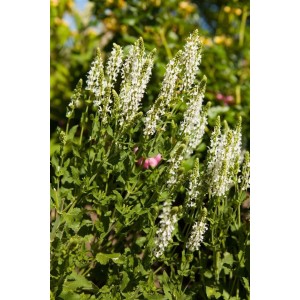 Steppen-Salbei 'Adrian' im 9x9 cm Topf mit weißen Blütenständen. Ideal für sonnige Standorte.