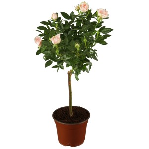 Stammrose Palace mit hellrosa Blüten im Topf, ca. 80cm hoch.