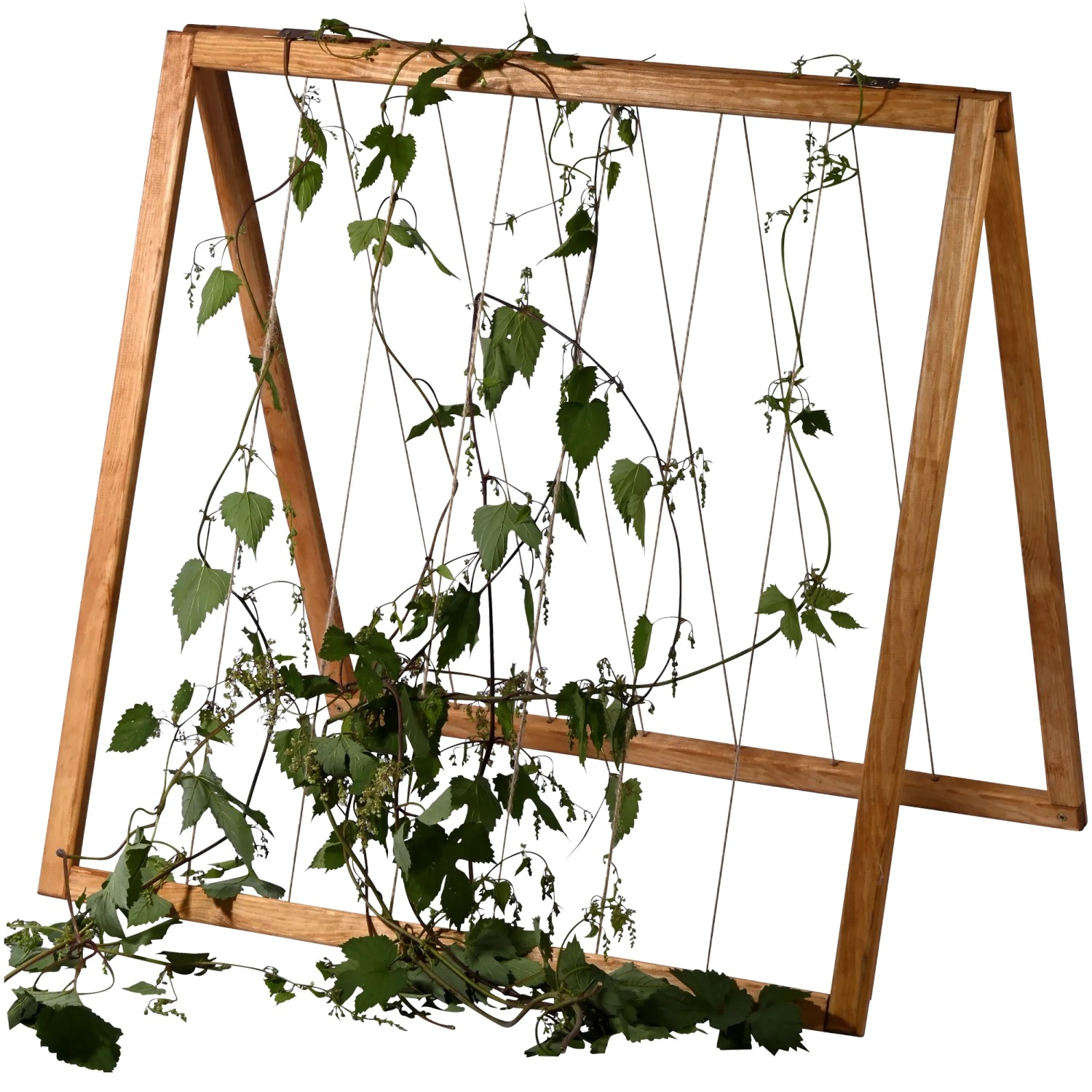 Dobar Rankhilfe Magic Kubus 2.0 Bernstein, Holz mit Jutesträngen, für Kletterpflanzen im Hochbeet.