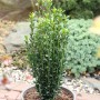 Säulen Bergilex Stechpalme (Ilex crenata) im Topf, schlank wachsender Strauch mit grünen Blättern.