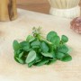 Frische Brunnenkresse (Nasturtium officinale) auf Holzbrett, ideal für Salate.