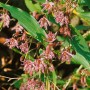 Blühende Haarige Krötenlilie (Tricyrtis hirta) im 9x9 cm Topf mit lila-weiß gefleckten Blüten.