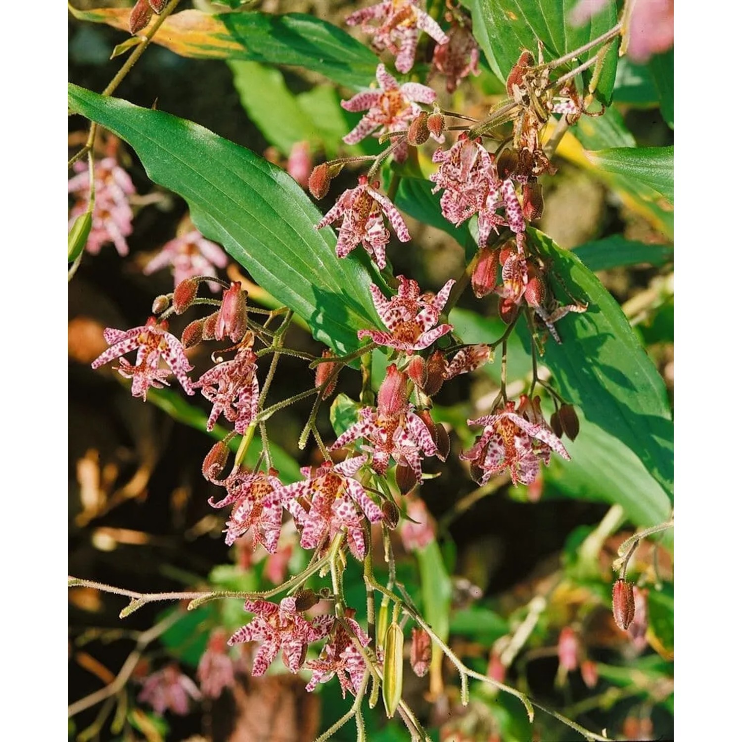 Blühende Haarige Krötenlilie (Tricyrtis hirta) im 9x9 cm Topf mit lila-weiß gefleckten Blüten.