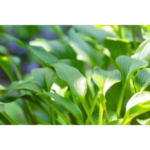 Nahaufnahme der grünen Blätter einer Hosta Clausa Funkie im 9x9 cm Topf.