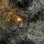 Konstsmide Micro LED Lichterkette mit 800 bernsteinfarbenen Dioden an einem verschneiten Nadelbaum.
