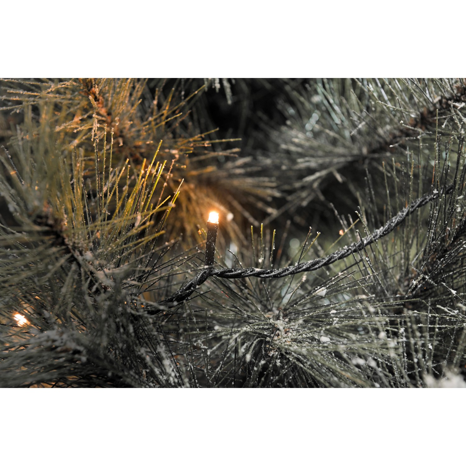 Konstsmide Micro LED Lichterkette mit 800 bernsteinfarbenen Dioden an einem verschneiten Nadelbaum.