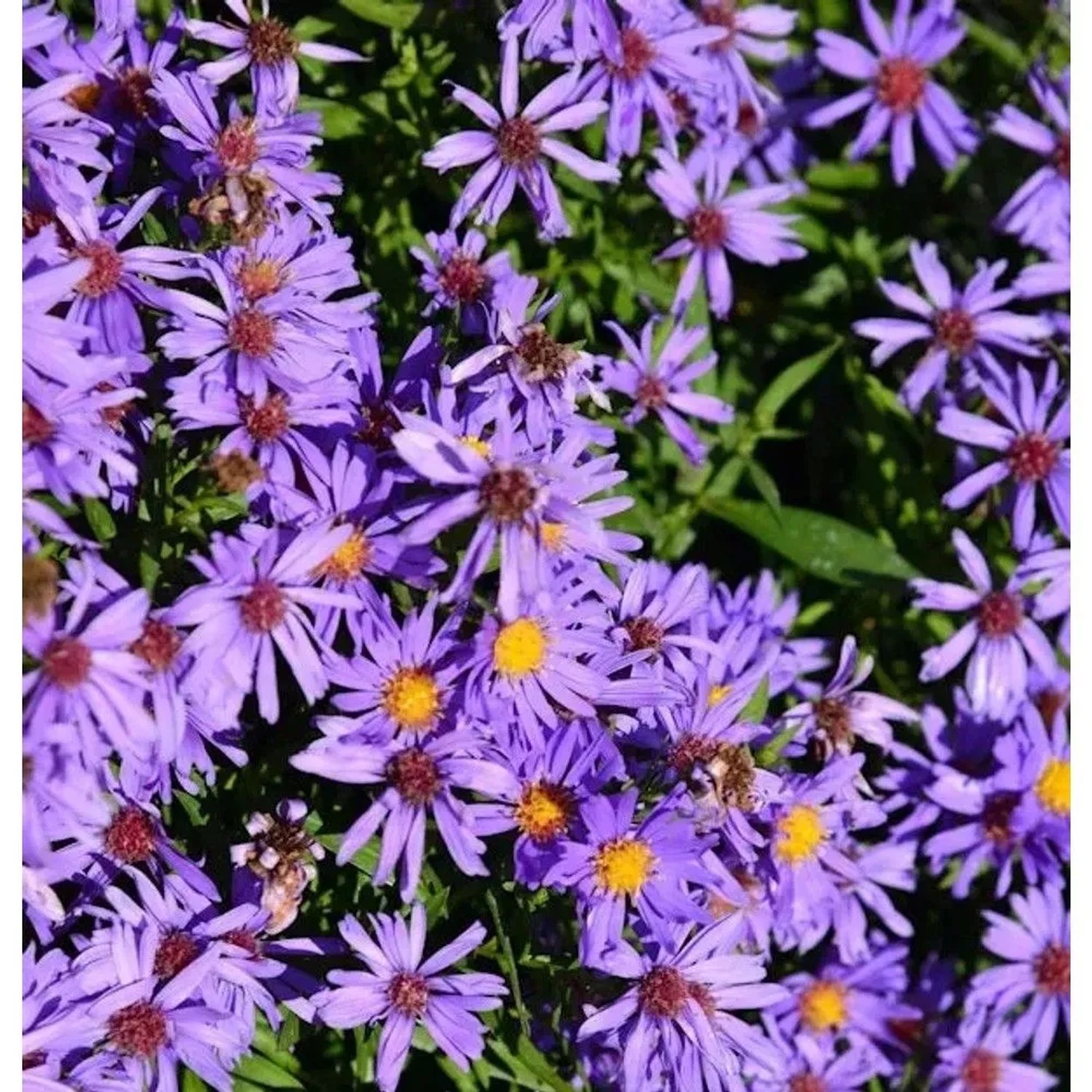Kissenaster Herbstpurzel - Aster dumosus