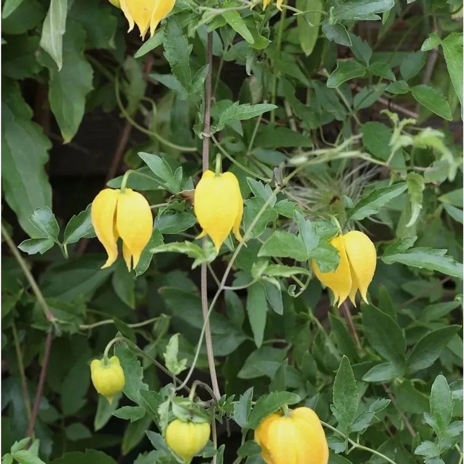 Gold Waldrebe 125-150cm - Clematis tangutica