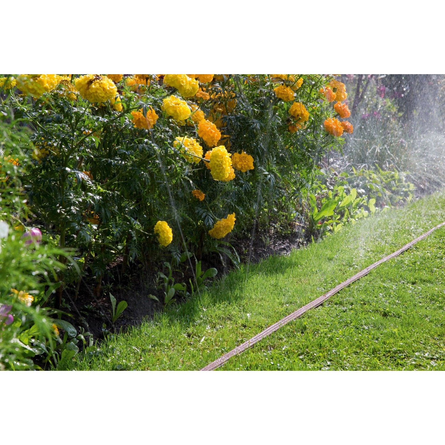 Gardena Schlauch-Regner (15 m, braun) bewässert Blumenbeet im Garten.