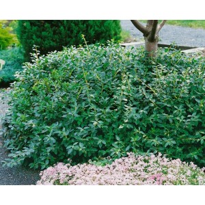 Buschige, grüne Kriechspindel Euonymus Sunspot als Bodendecker im Garten.