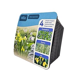 Wasserpflanzen Trio im Topf: Acorus, Iris und Pontederia für den Gartenteich.