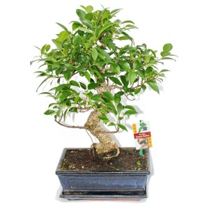Chinesischer Feigenbaum Bonsai (Ficus Retusa), ca. 10 Jahre alt, in dunkler Schale mit grünen Blättern.
