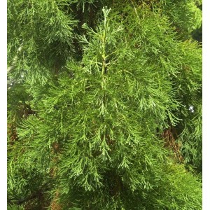 Kalifornischer Mammutbaum 'Greenpeace' (40-60cm): Detailaufnahme der grünen Nadeln des Strauchs.