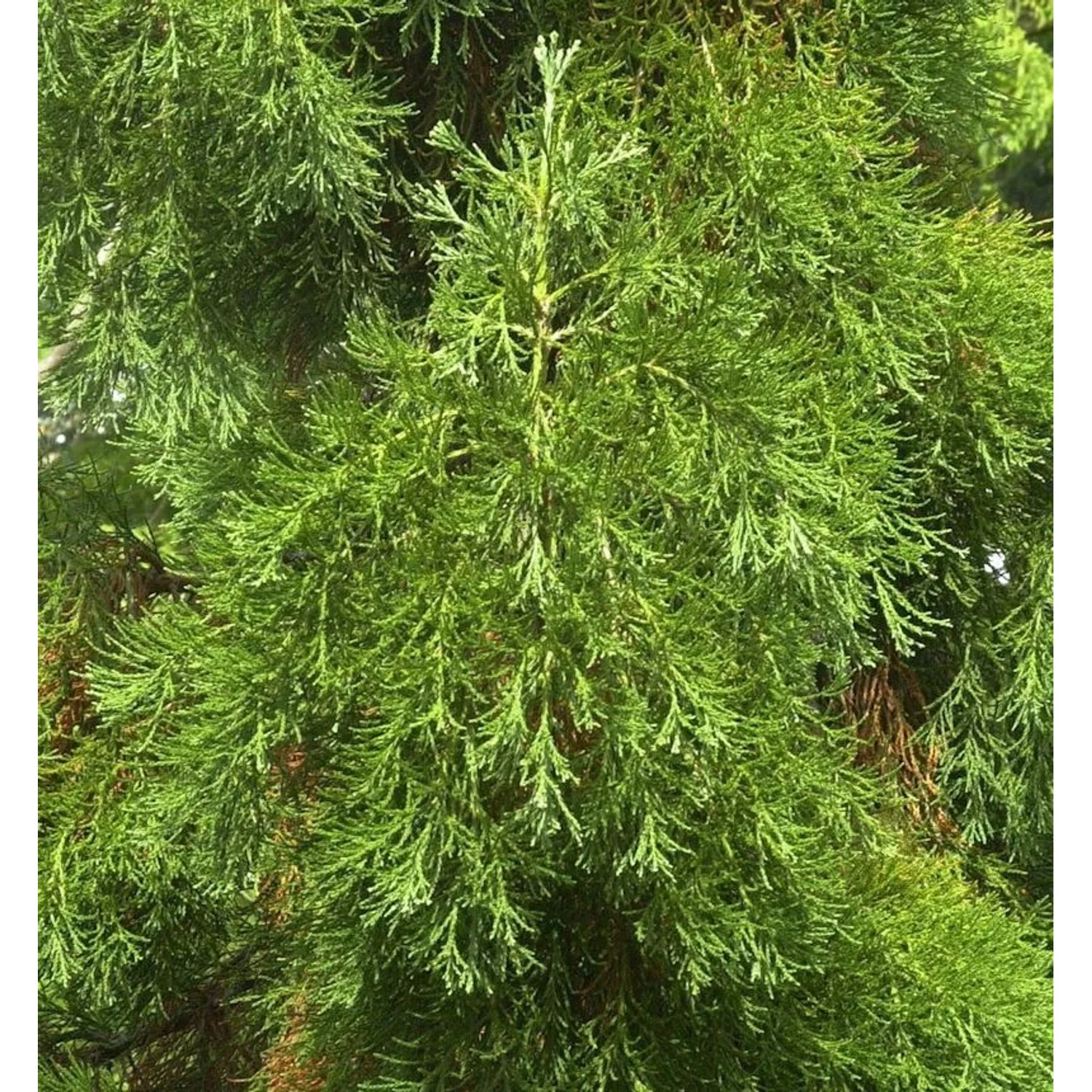 Kalifornischer Mammutbaum Greenpeace 40-60cm - Sequoiadendron giganteum günstig online kaufen
