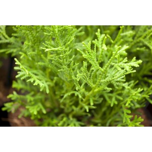 Detailaufnahme des grünen Zwerg-Lebensbaums Thujopsis Dolabrata Nana, 30–40 cm hoch.