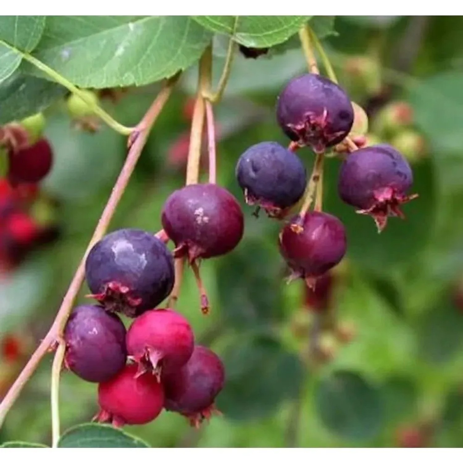 Felsenbirne Rainbow Pillar 40-60cm - Amelanchier