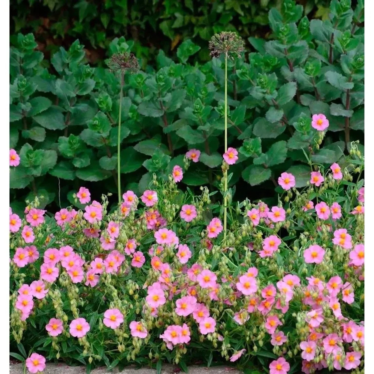 Sonnenröschen Pink Double - Helianthemum
