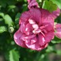 Nahaufnahme einer rosafarbenen Garteneibisch Flower Tower Ruby Blüte.