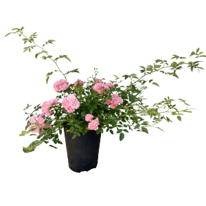 Baumfink Bodendeckerrose The Fairy mit zartrosa Blüten im Topf.