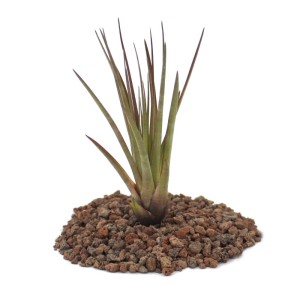 Exotenherz Tillandsia Melanocrater Tricolor, lose Pflanze auf Substrat.