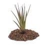 Exotenherz Tillandsia Melanocrater Tricolor, lose Pflanze auf Substrat.
