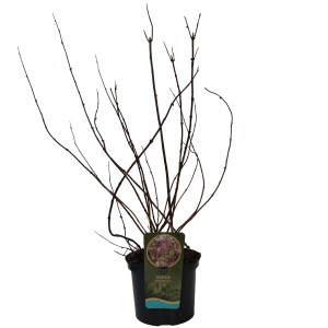 Sternchenstrauch Strawberry Fields im Topf, ca. 60-80 cm hoch. Deutzie mit noch kahlen Ästen.