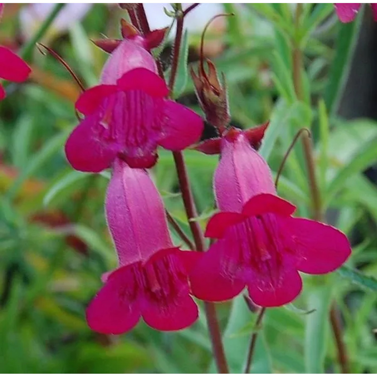 Bartfaden Garnet - Penstemon Hybrid