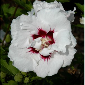 Nahaufnahme einer weißen Garteneibisch-Blüte (Hibiscus) mit rotem Zentrum.