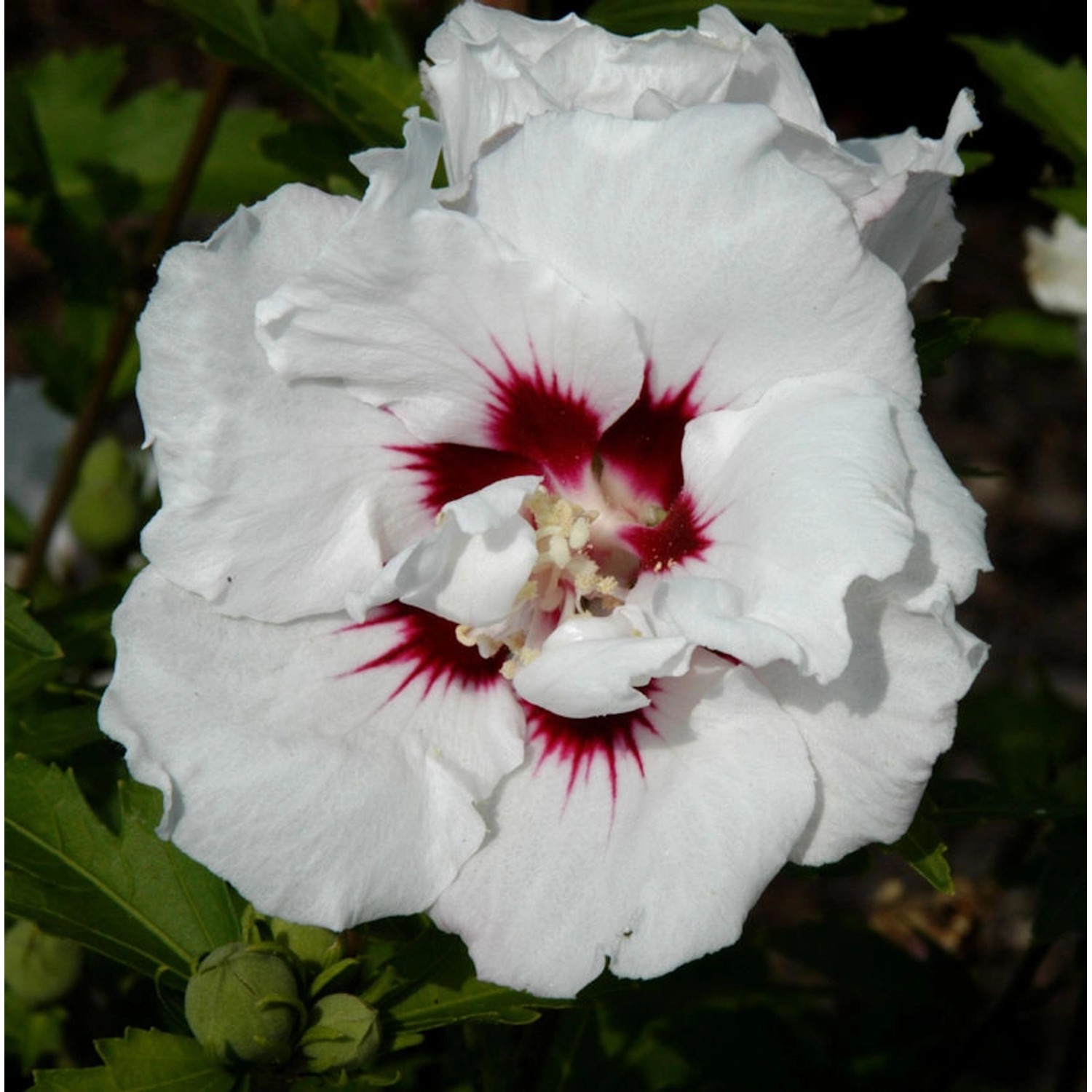 Hochstamm Garteneibisch Speciosus 80-100cm - Hibiscus günstig online kaufen