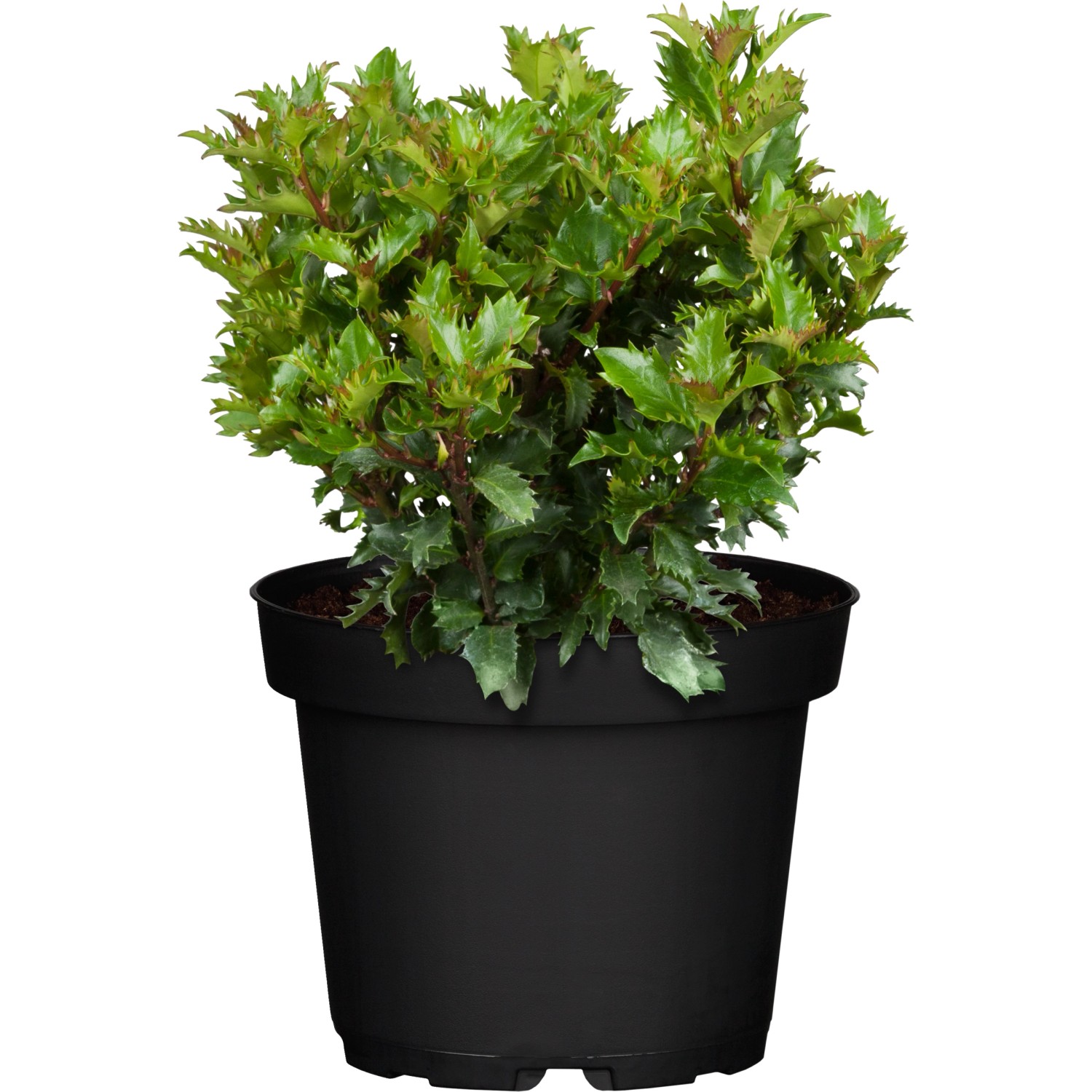 OBI Ilex Little Rascal Höhe ca. 20 - 30 cm Topf ca. 2 l Ilex meserveae günstig online kaufen