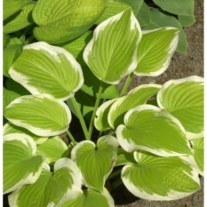 Funkie Winter Snow - Hosta cultorum