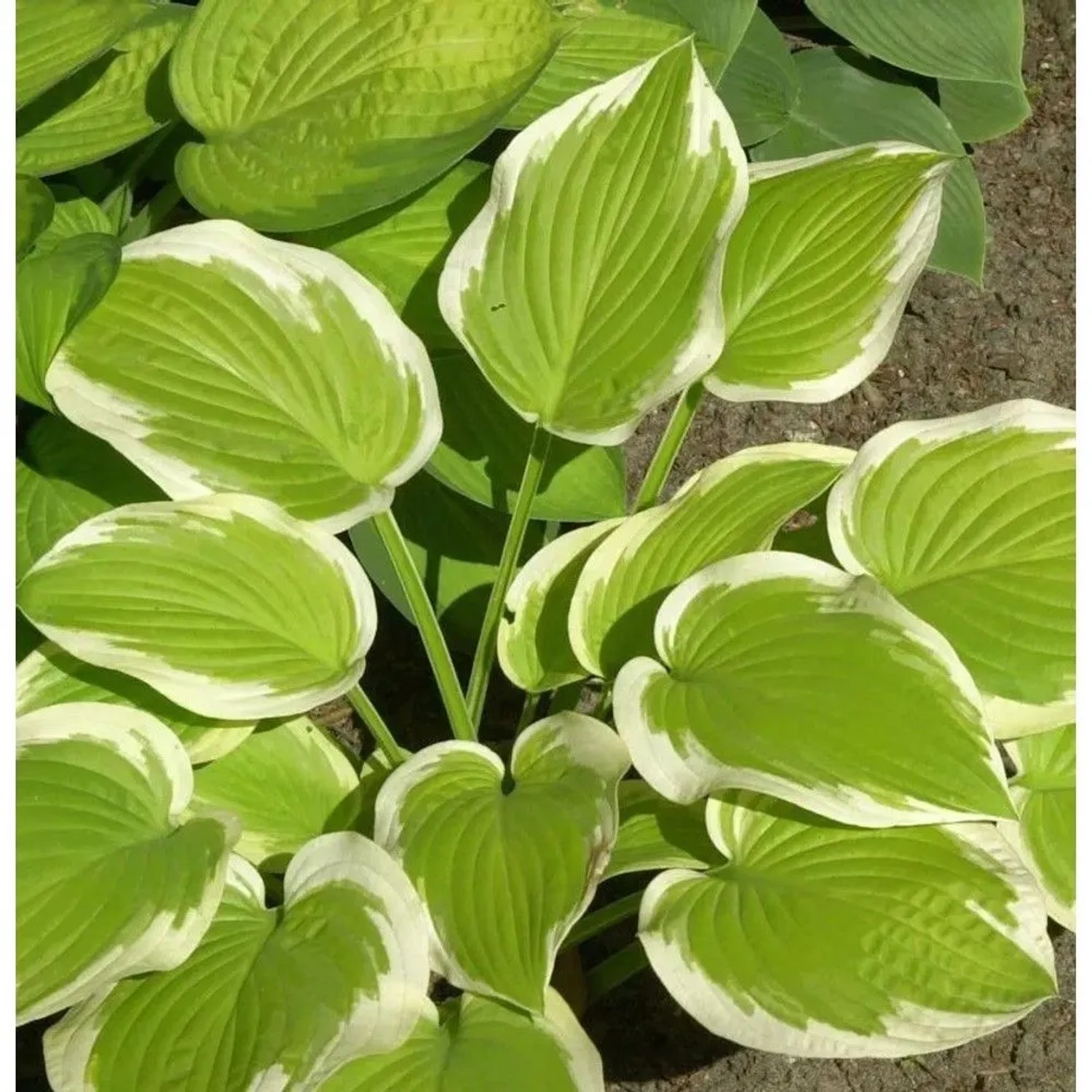 Funkie Winter Snow - Hosta cultorum
